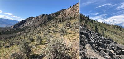 Microhabitat and stopover site selection by juvenile Western Rattlesnakes (Crotalus oreganus)